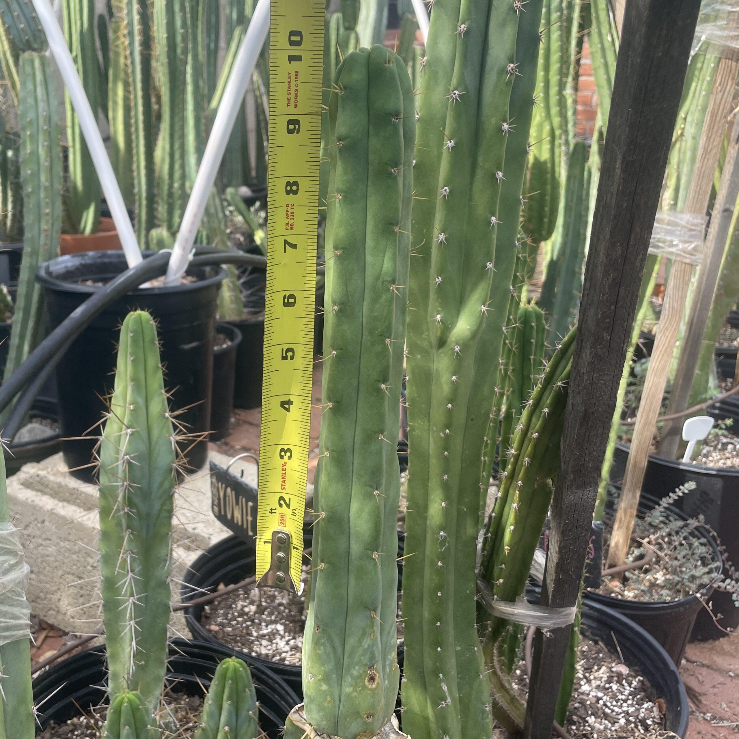 10in T. bridgesii "Bob Gillette" aka "Precious" Cutting