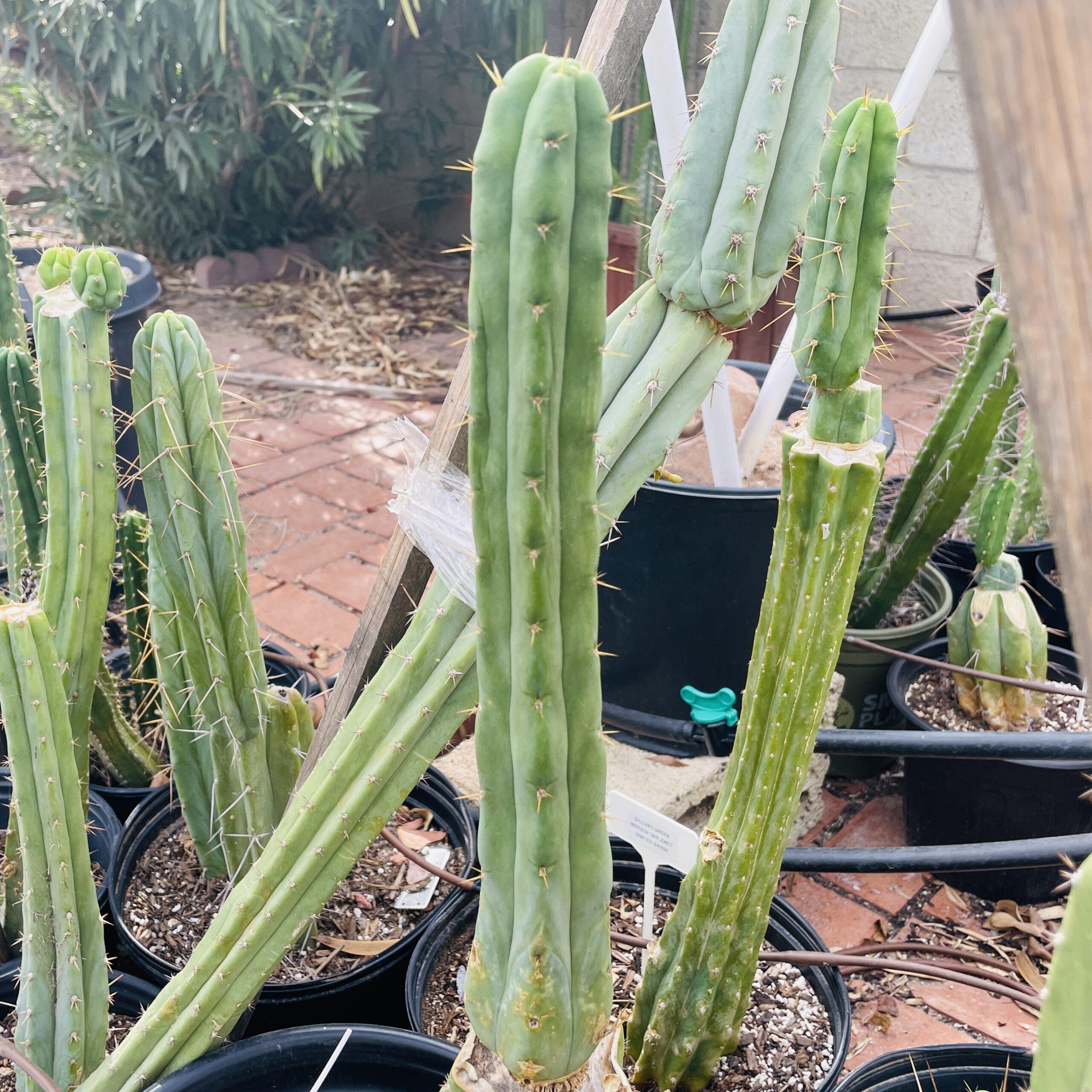 10in T. bridgesii "Bob Gillette" aka "Precious" Cutting