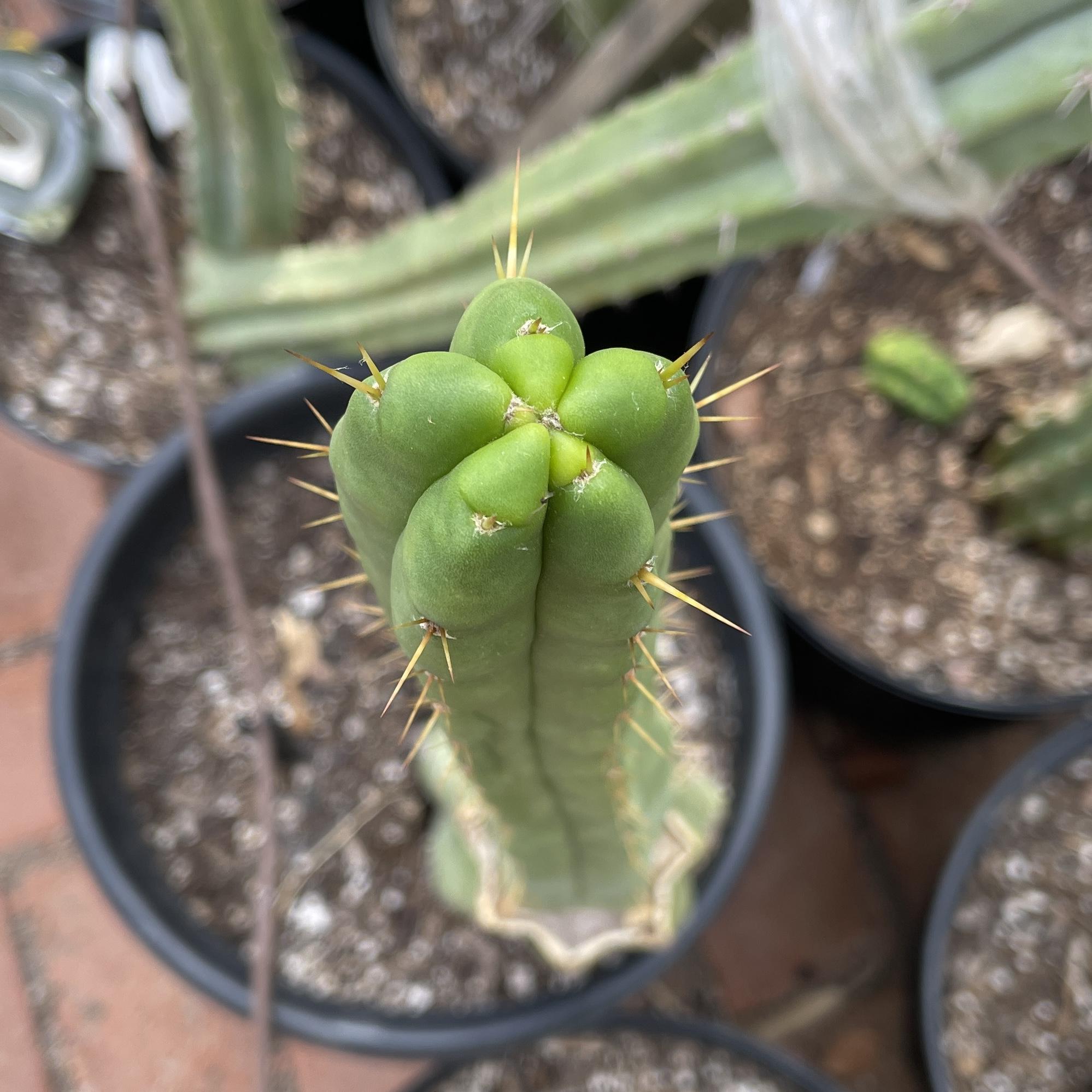10in T. bridgesii "Bob Gillette" aka "Precious" Cutting