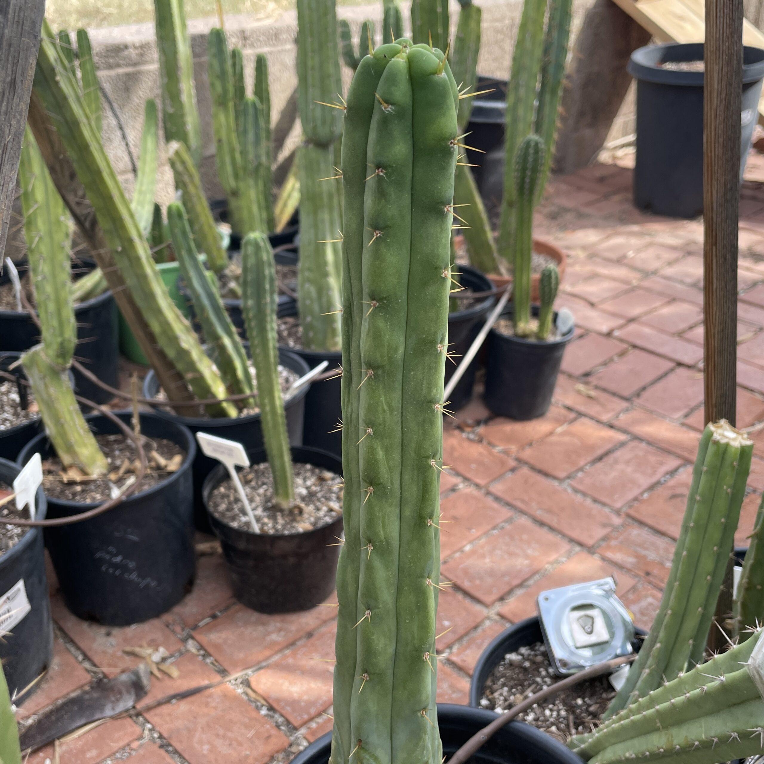 10in T. bridgesii "Bob Gillette" aka "Precious" Cutting