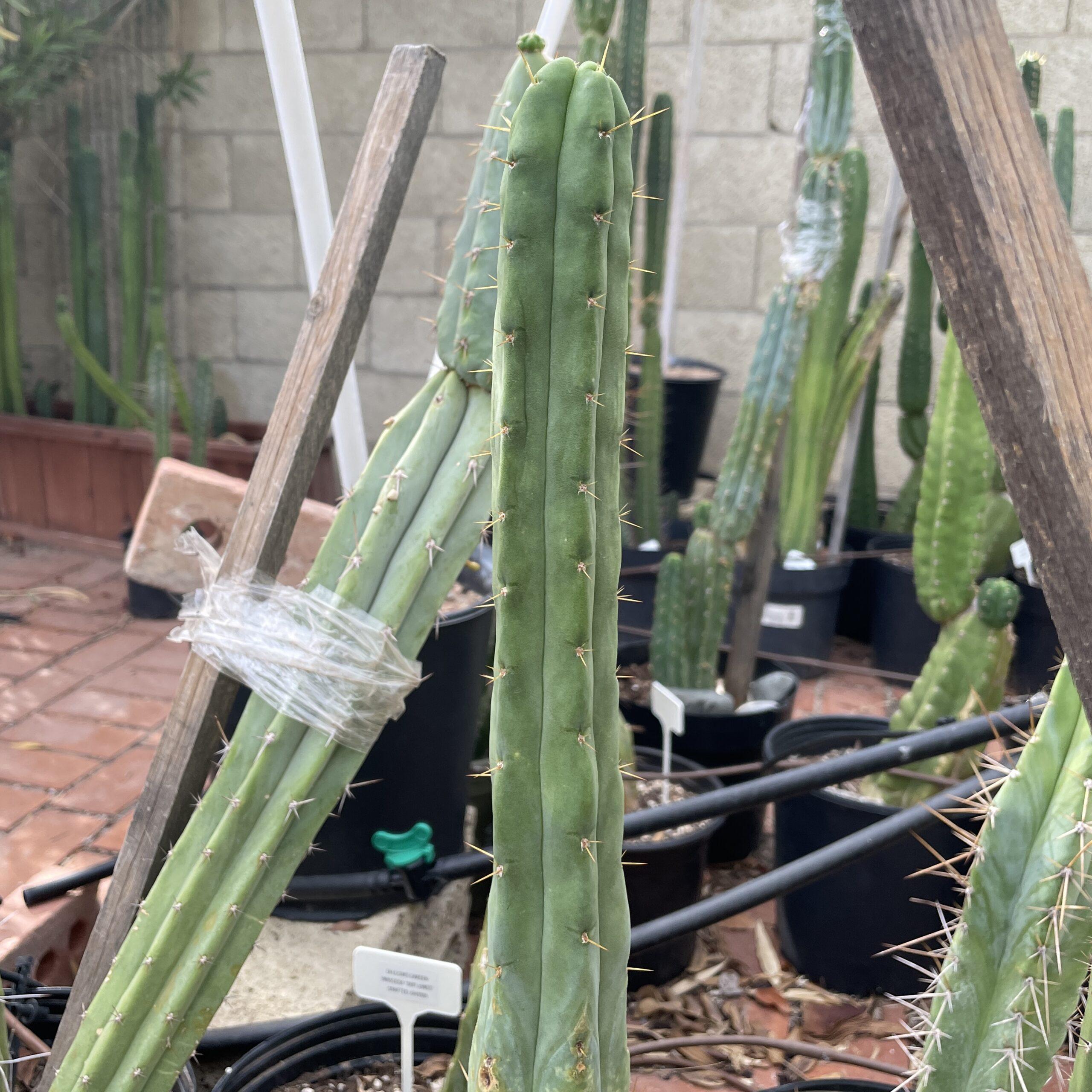 10in T. bridgesii "Bob Gillette" aka "Precious" Cutting