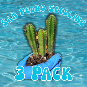 San Pedro Seedling 3 Pack