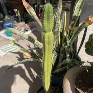 14 inch San Pedro "Yowie x TPQC" Cutting